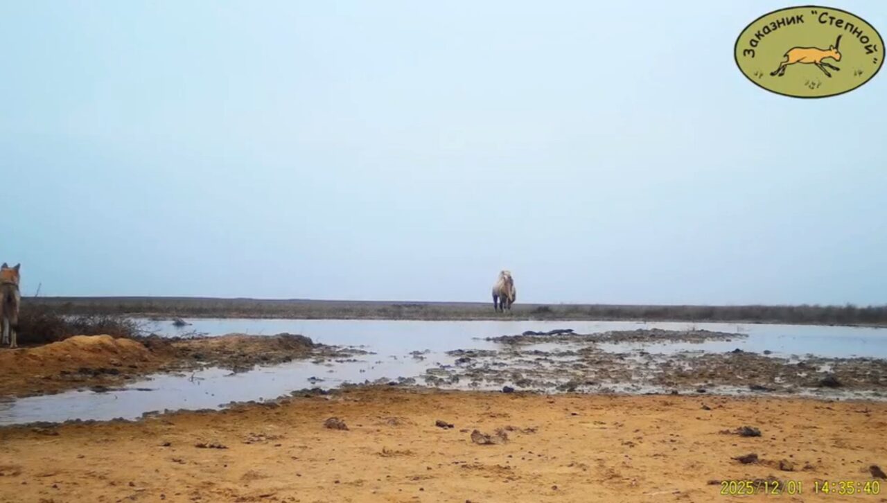 Уникальное сняли в Астраханской области — встречу огромного детеныша и хищников-аналитиков