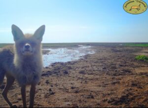Об одной из главных хитростей красавиц-лисиц рассказали в Астраханской области