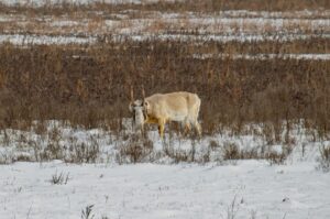 На окраине Астрахани заметили сайгака: выпрыгнул, словно козел