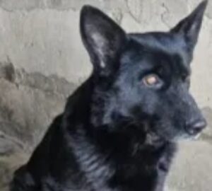 Почему двум собакам из полиции ищут новый дом и куда их проводили