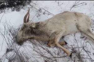 Под Астраханью начали отстреливать редких сайгаков