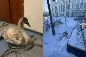 В Астрахани на Стрелке замерзал маленький лебедь, его спасли сотрудники популярного кафе