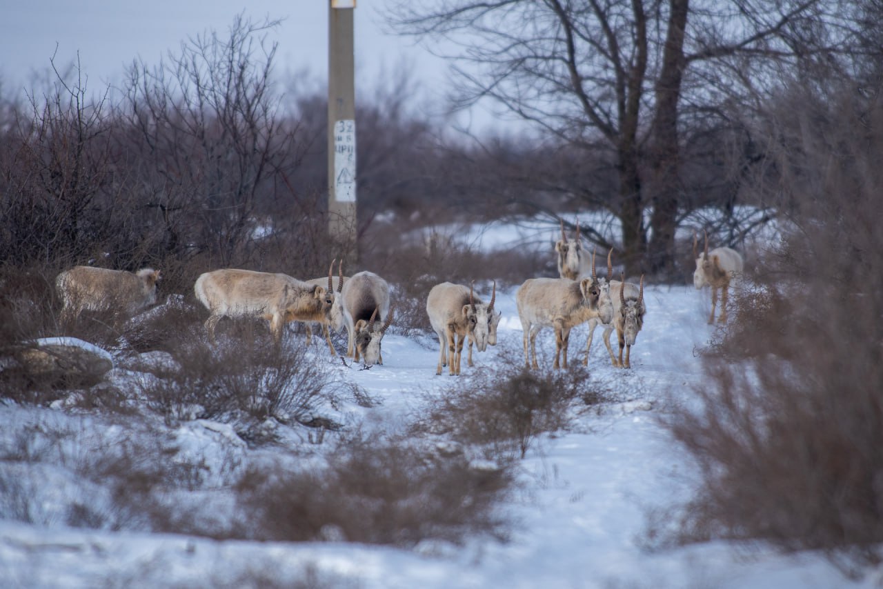 Редчайшие животные стали выходить на астраханские дороги в поисках еды