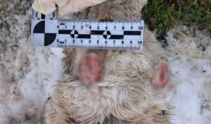 Под Астраханью начали отпиливать рога прибежавшим сайгакам