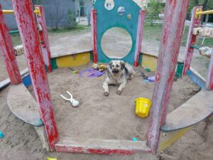 В Астраханской области выявили еще один очаг опасного заболевания