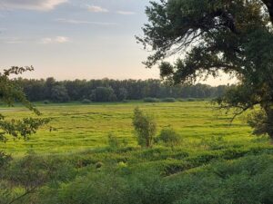 В Астраханской области в земли для сельского хозяйства добавят огромную площадь: откуда ее возьмут