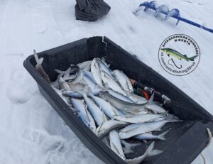 Какую рыбу сейчас активно ловят в Астраханской области