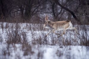 Редчайшие животные, пришедшие в Астраханскую область из-за голода, остаются жить у нас