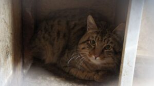 Астраханского лесного кота, ненавидящего людей, выпустят в дикую природу