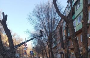 В крупном микрорайоне Астрахани опиливают и сносят деревья
