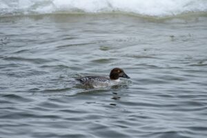Птицу-тезку известного писателя можно встретить в центре Астрахани