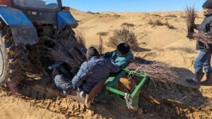 Под Астраханью борются с опустыниванием при помощи чудо-растения