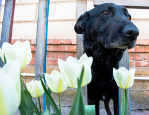 Астраханцы заплатили более 500 тыс. рублей штрафов за нарушения правил содержания собак
