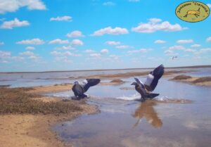 В Астраханской области милые уточки устроили настоящий беспредел и провоцируют драки