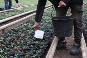 Розовые астраханские томаты могут появиться в торговых сетях России