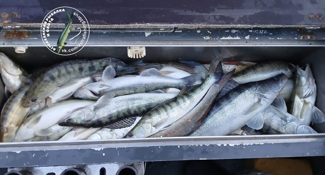 Клев бешеный: где в Астраханской области хорошо ловится рыба