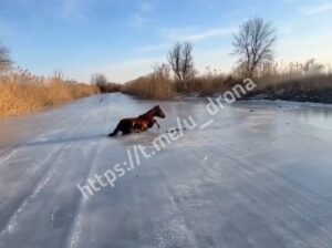 Добрая история: в Астраханской области лошадь вырвали из ледяных лап смерти