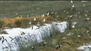 В Астраханскую область прилетели птицы, которым пока не до любви, но скоро они заорут