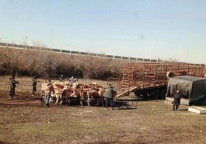 Виновны: в Астраханской области арестовали стадо коров за коллективное нарушение