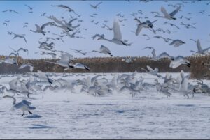 В Астраханской области птицы столкнулись с проблемой и приняли стратегическое решение
