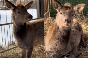В астраханском зоопарке поселился застенчивый малыш-олененок