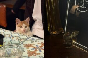 В Астрахани пропал единственный котик-бармен