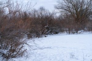 У фазанов в Астраханской области очень тяжелая жизнь — рыть стало непросто