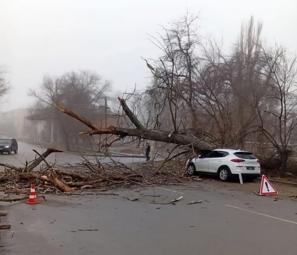 В Астрахани огромное дерево упало на иномарку
