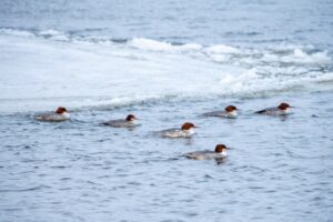 Любители консервированной кукурузы плавают у Центральной набережной в Астрахани