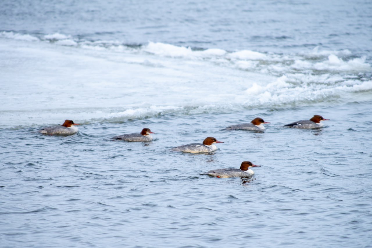 Любители консервированной кукурузы плавают у Центральной набережной в Астрахани