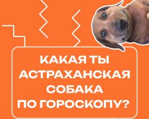 Какая вы астраханская собака по гороскопу