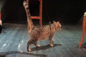 В постановке астраханского ТЮЗа будет играть настоящий кот Максим