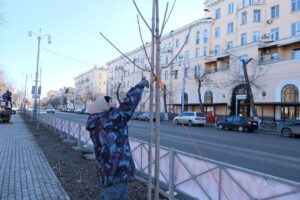 На площади Ленина начали обрезку молодых деревьев: зачем это делают