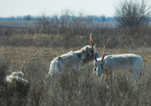 На полях под Астраханью продолжают пастись редчайшие животные