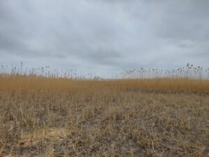 В Астраханской области показали очень редких пухленьких котов, живущих в сене