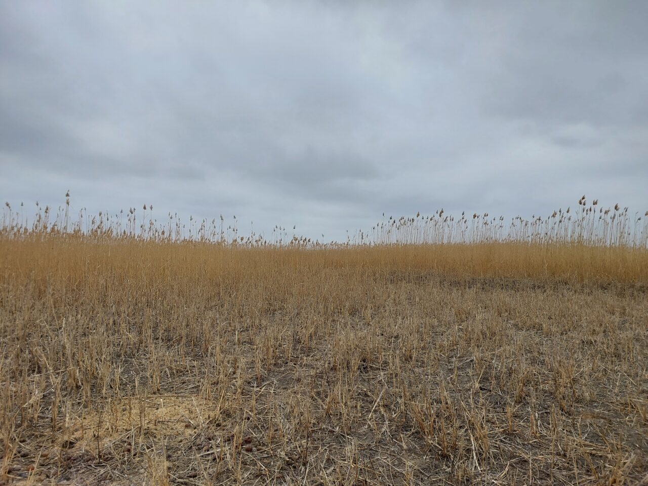 В Астраханской области показали очень редких пухленьких котов, живущих в сене