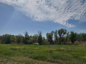 Под Астраханью зацвело очень редкое растение,  большую часть года оно прячется