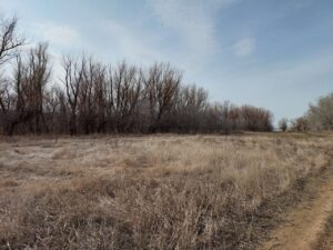 В Астраханскую область прилетели очень редкие птицы с короткими пальцами и одной любовью