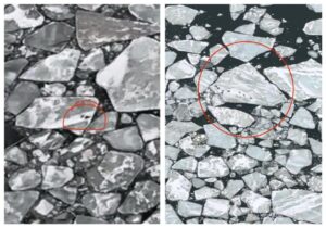 День каспийского тюленя впервые отметят в Питере на форуме «Экология большого города»