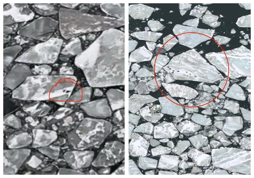 День каспийского тюленя впервые отметят в Питере на форуме «Экология большого города»