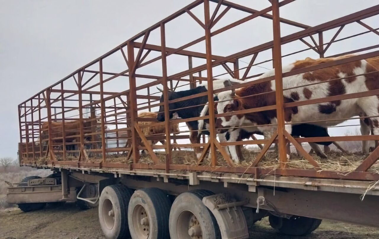 На трассе под Астраханью, где часто аварии из-за бродячего скота, отловили десять коров