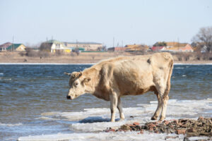 Беларусь запретила ввоз астраханской сельхозпродукции