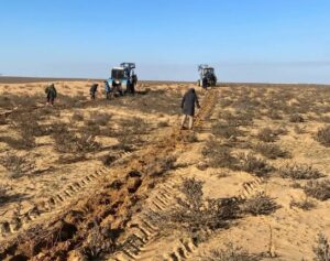 Под Астраханью высаживают чудо-растение, оно спасает землю от пустыни