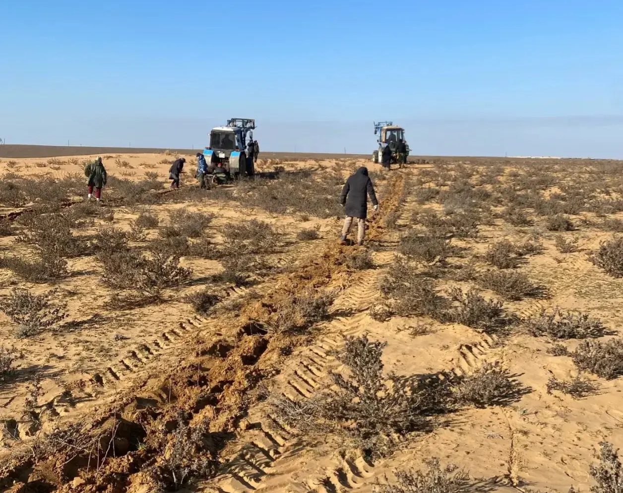 Под Астраханью высаживают чудо-растение, оно спасает землю от пустыни