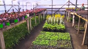 Астрахань украсят огромным количеством цветов и высадят деревья