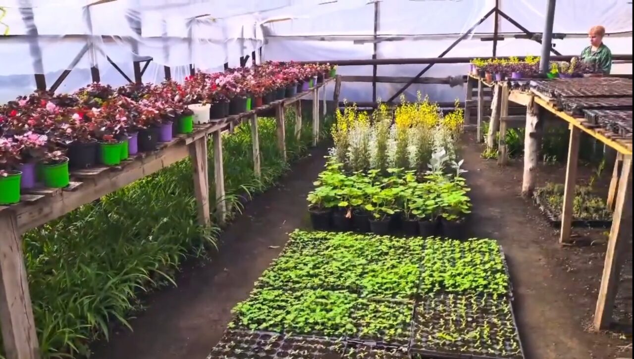 Астрахань украсят огромным количеством цветов и высадят деревья