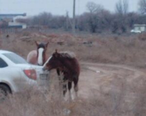В Астрахани обезумевшая банда лошадей ходит по поселку, ржет в лицо и грызет машины
