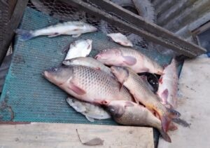 Где и какая рыба ловится в Астраханской области в начале весны