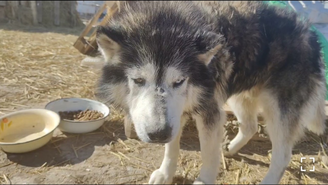 По Астраханью старый пес столкнулся с ужасным предательством: душераздирающая история
