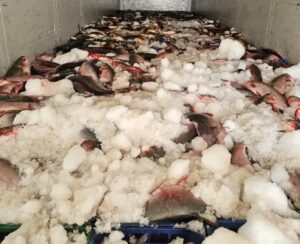 Из Астраханской области в другую страну пытались вывезти очень много рыб-нелегалок